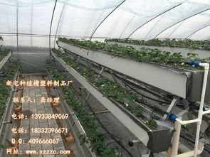 現(xiàn)代化草莓種植技術(shù) 栽培槽的多元應(yīng)用與管理
