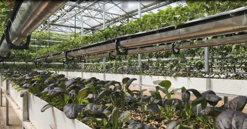 菜博會(huì)新篇章 谷物種植展館迎來創(chuàng)新展示