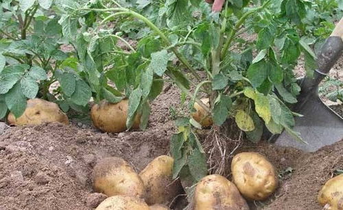 高血糖不吃精制糖就沒事？身邊這3種谷物食品可能是隱藏的“壞蛋”