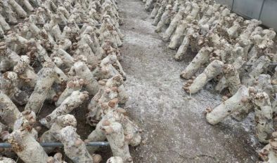 日本鹿茸菇工廠化栽培與苗木種植技術(shù)解析