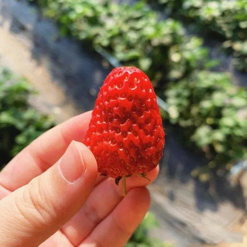 長(zhǎng)春周邊8個(gè)秋季采摘好去處 吃喝玩樂全安排，苗木種植特色體驗(yàn)