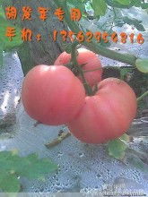 山東費(fèi)縣發(fā)軍果蔬供銷種植合作社 優(yōu)質(zhì)粉紅西紅柿番茄生產(chǎn)與批發(fā)基地