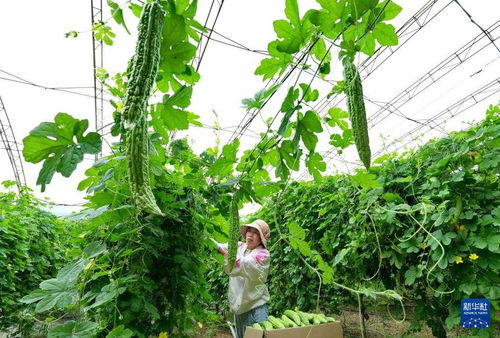 河北盧龍 特色果蔬種植驅動鄉村振興