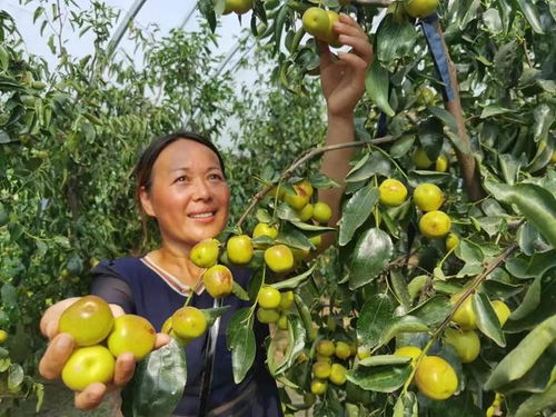 駐馬店市驛城區天中農業生態園 冬棗飄香，苗木種植助力綠色農業