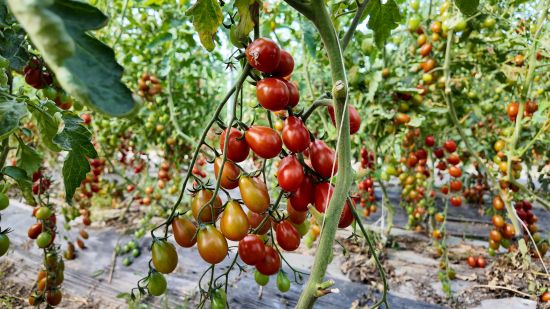 哈拉海農場 棚外清風添涼意，棚內果蔬滿架慶豐收