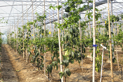 大棚蔬菜與苗木種植的優勢與協同發展