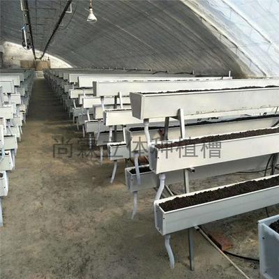 觀光采摘與現代農業種植槽 草莓種植槽、果蔬栽培槽與立體種植槽的批發優勢