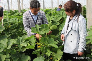 菏澤牡丹區(qū)沙土鎮(zhèn) 特色果蔬與苗木種植雙輪驅動，繪就助農增收新畫卷