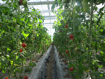 四平市首屆果蔬采摘節 豐收喜悅，共品田園風味