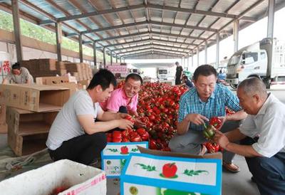 看！大棚果蔬發展新方向 苗木種植的崛起與未來
