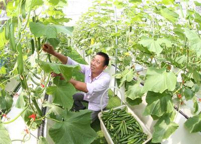 浙江安吉 無土栽培技術引領果蔬種植新風尚，綠色健康產品新鮮上市
