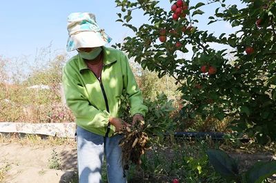 布爾津鎮 果蔬豐收采摘忙，增收致富助振興