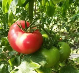 2018年北京農(nóng)業(yè)好基地探訪 密聯(lián)益果蔬種植專業(yè)合作社的苗木種植之道