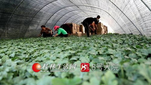 新坪幼苗育希望 苗木產(chǎn)業(yè)促增收——荔浦新坪鎮(zhèn)發(fā)展特色苗木培育助農(nóng)致富紀(jì)實